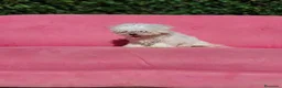 Bichón Maltés perros en venta: Bichon e - Anuncio 5