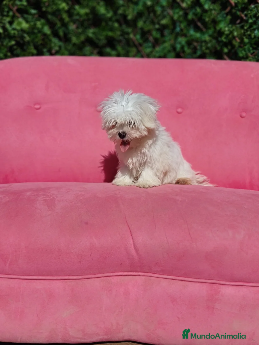 Bichón Maltés perros en venta: Bichon e - Anuncio 5