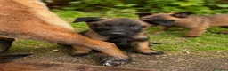 Pastor Belga Malinois perros en venta: PASTOR BELGA MALINOIS - Anuncio 3