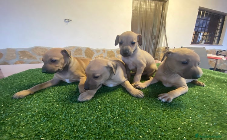 Pequeño Lebrel Italiano perros - Anuncio 4