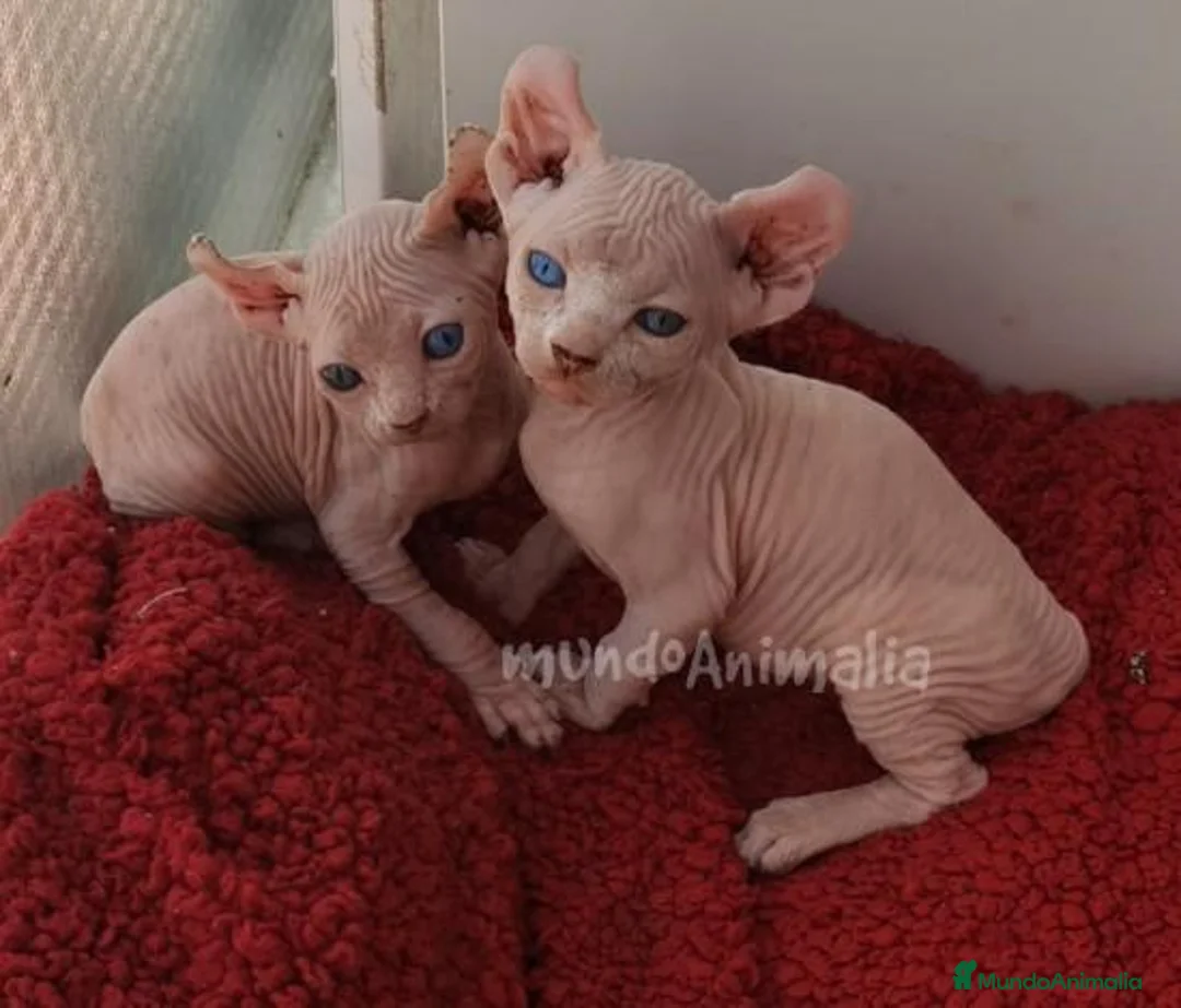 Imagen de galería {{count}}