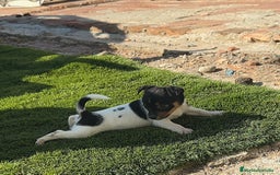 Chihuahua perros en venta: Chihuahuas  - Imagen 7