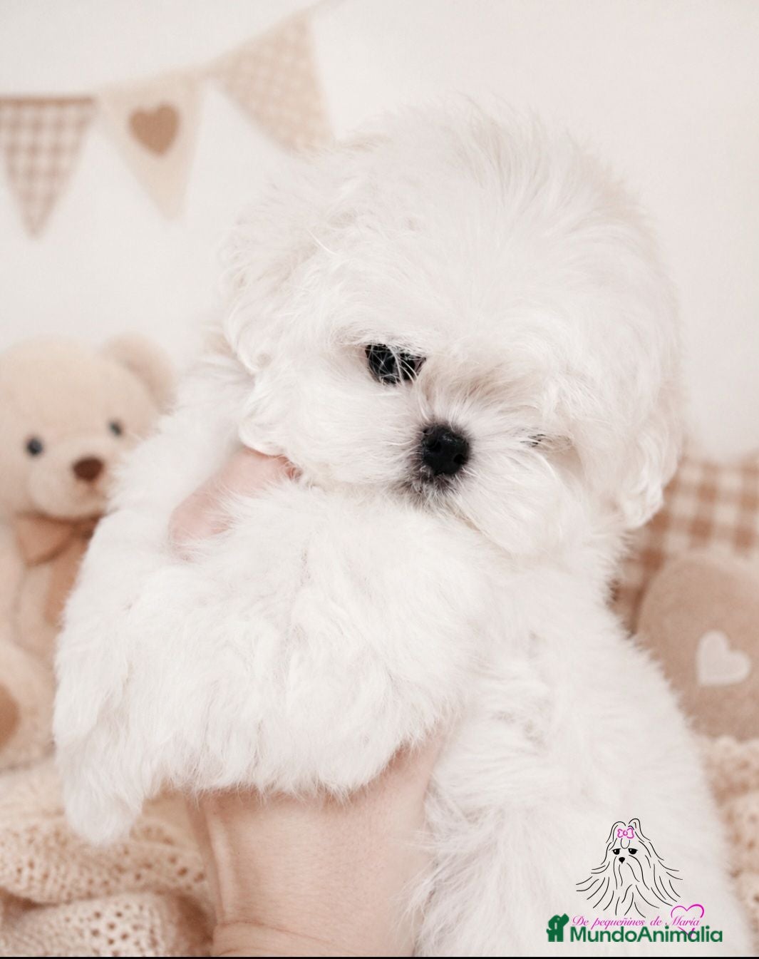 Bichón Maltés perros Bichon maltes coreano miniatura MÁXIMA CALIDAD  - Anuncio 18