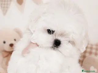 Bichón Maltés perros Bichon maltes coreano miniatura MÁXIMA CALIDAD - Anuncio 18