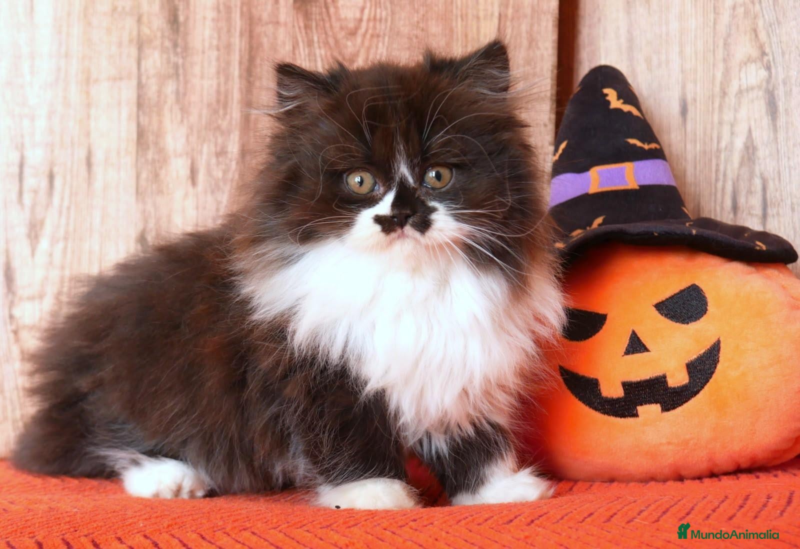 Británico de Pelo Largo gatos Winifred, preciosa hembra British Longhair🖤🤍 - Anuncio 3