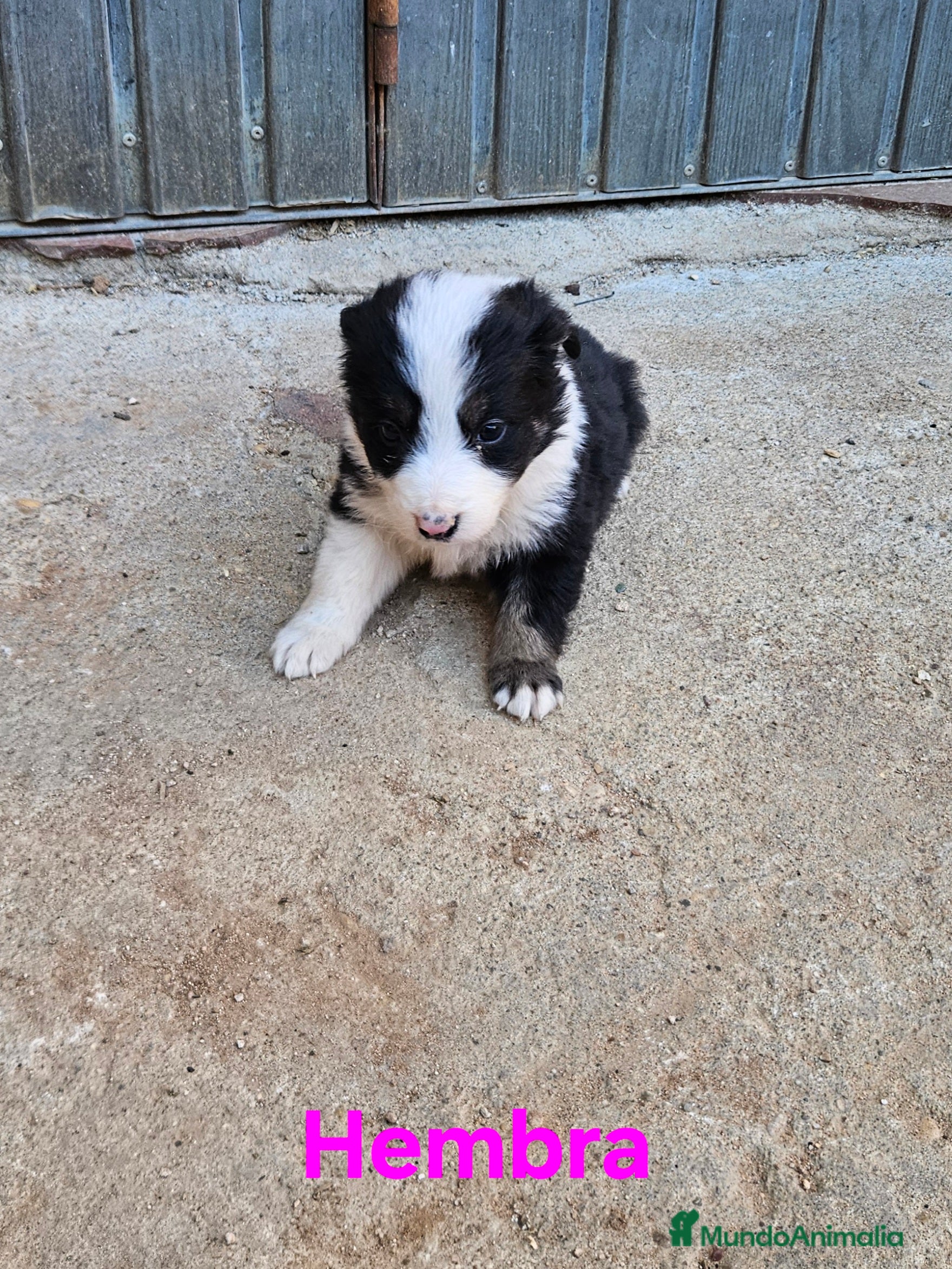 Border Collie perros Camada border collie - Anuncio 3