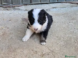 Border Collie perros Camada border collie - Anuncio 3