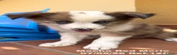 Border Collie perros en venta: Border Collie De Villa Biznaga - Anuncio 25