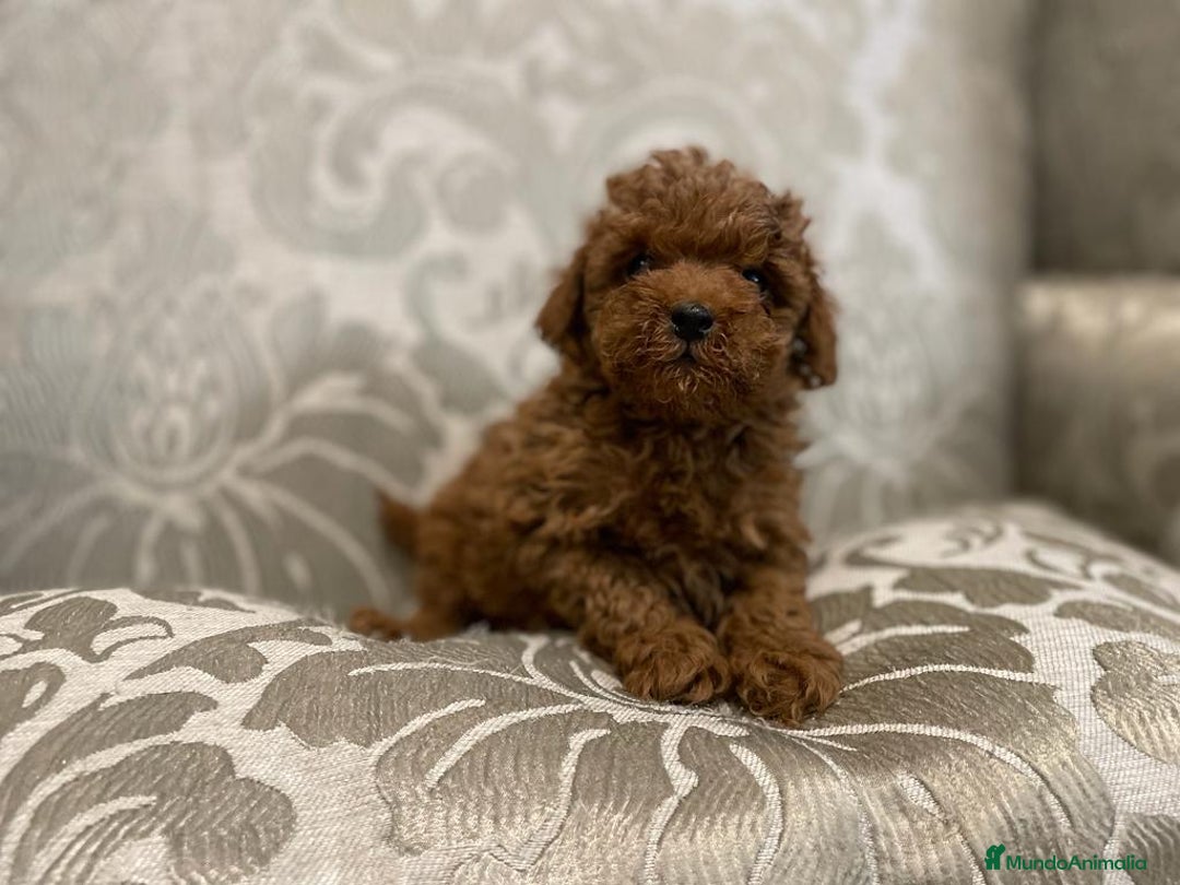 Caniche Toy perros en venta: caniche toy rojo - Anuncio 4