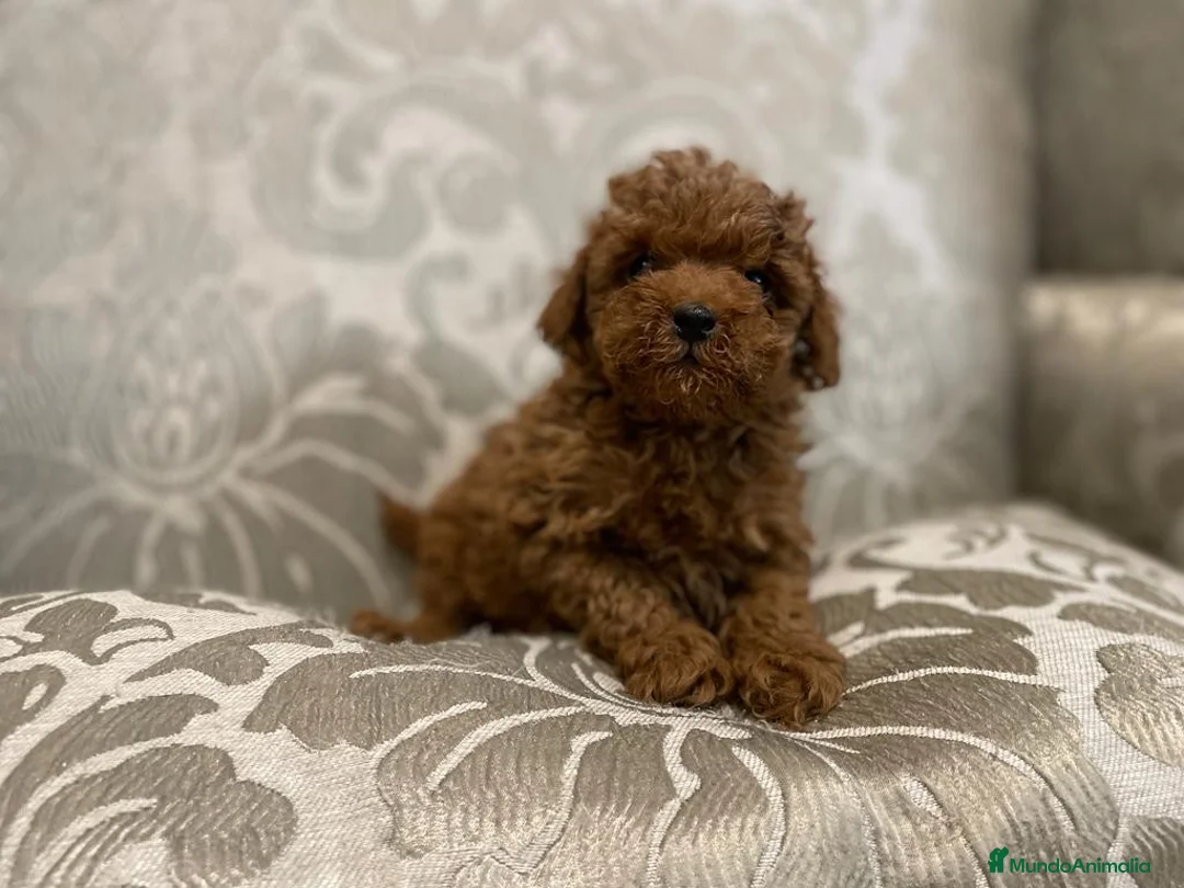 Caniche Toy perros en venta: caniche toy rojo - Anuncio 4