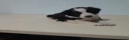 Border Collie perros en venta: BORDER COLLIE - Anuncio 36