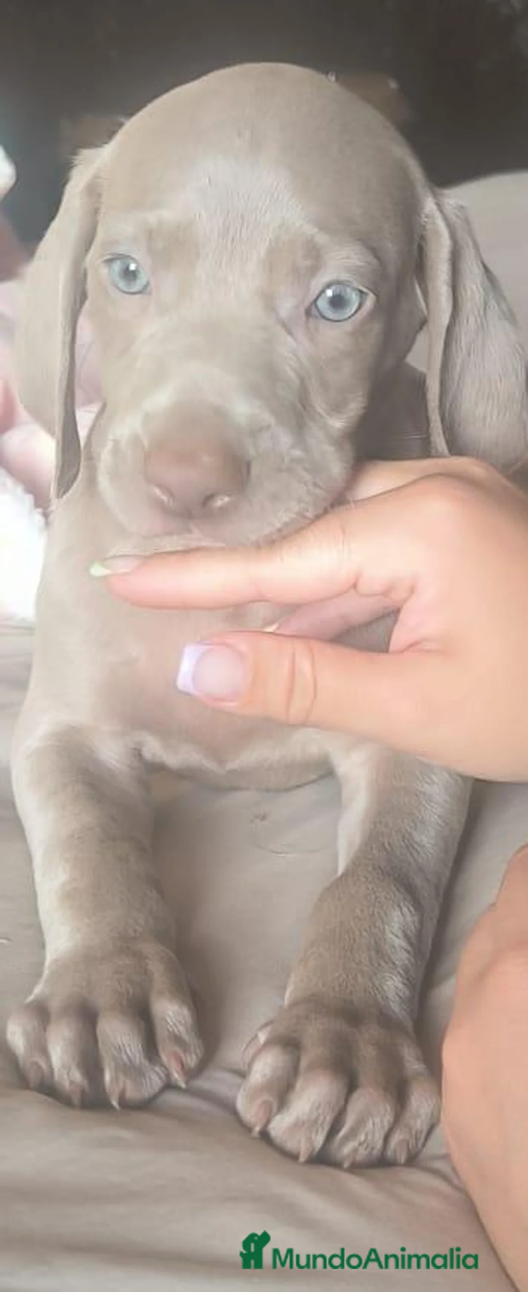 Weimaraner perros en venta: Braco de weimar  - Anuncio 1