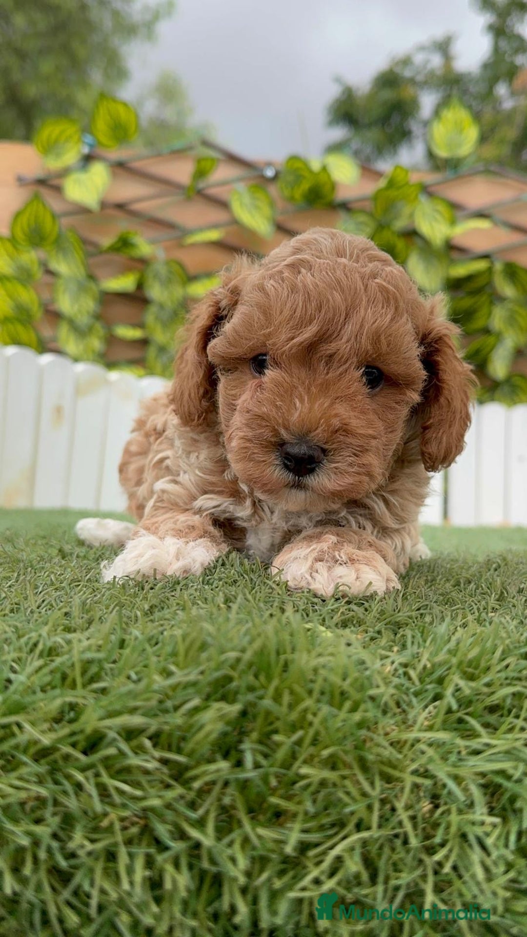 Caniche Toy perros en venta: CANICHE TOY MACHO - Imagen 12