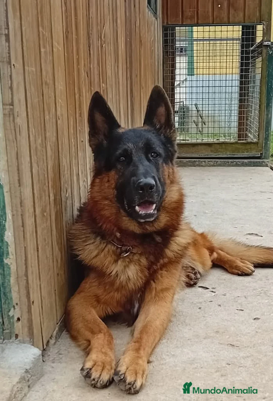 Pastor Alemán perros en venta: Cachorra pastora Alemana - Anuncio 2