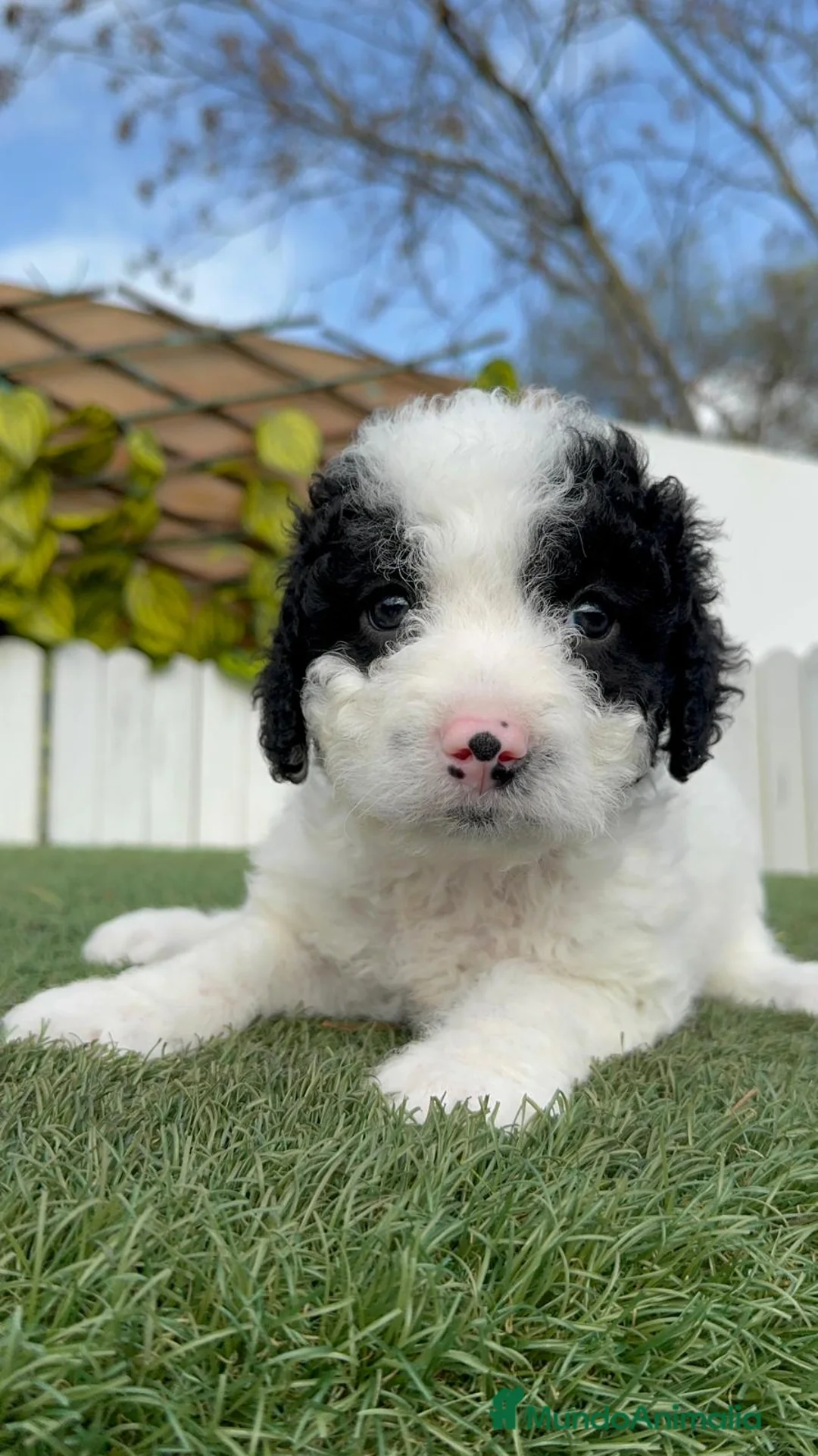 Perro de Agua Español perros en venta: PERRO DE AGUA HEMBRA - Anuncio 15