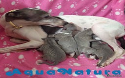 Pequeño Lebrel Italiano perros en venta: Camada Lebrel Italiano de BN y Omega AQUANATURA - Imagen 3