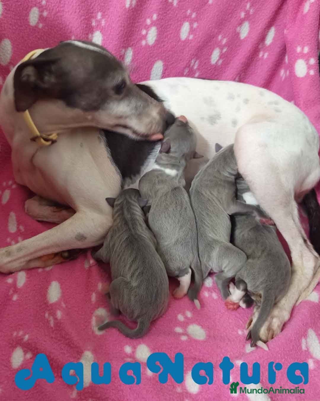 Pequeño Lebrel Italiano perros en venta: Camada Lebrel Italiano de BN y Omega AQUANATURA - Imagen 3