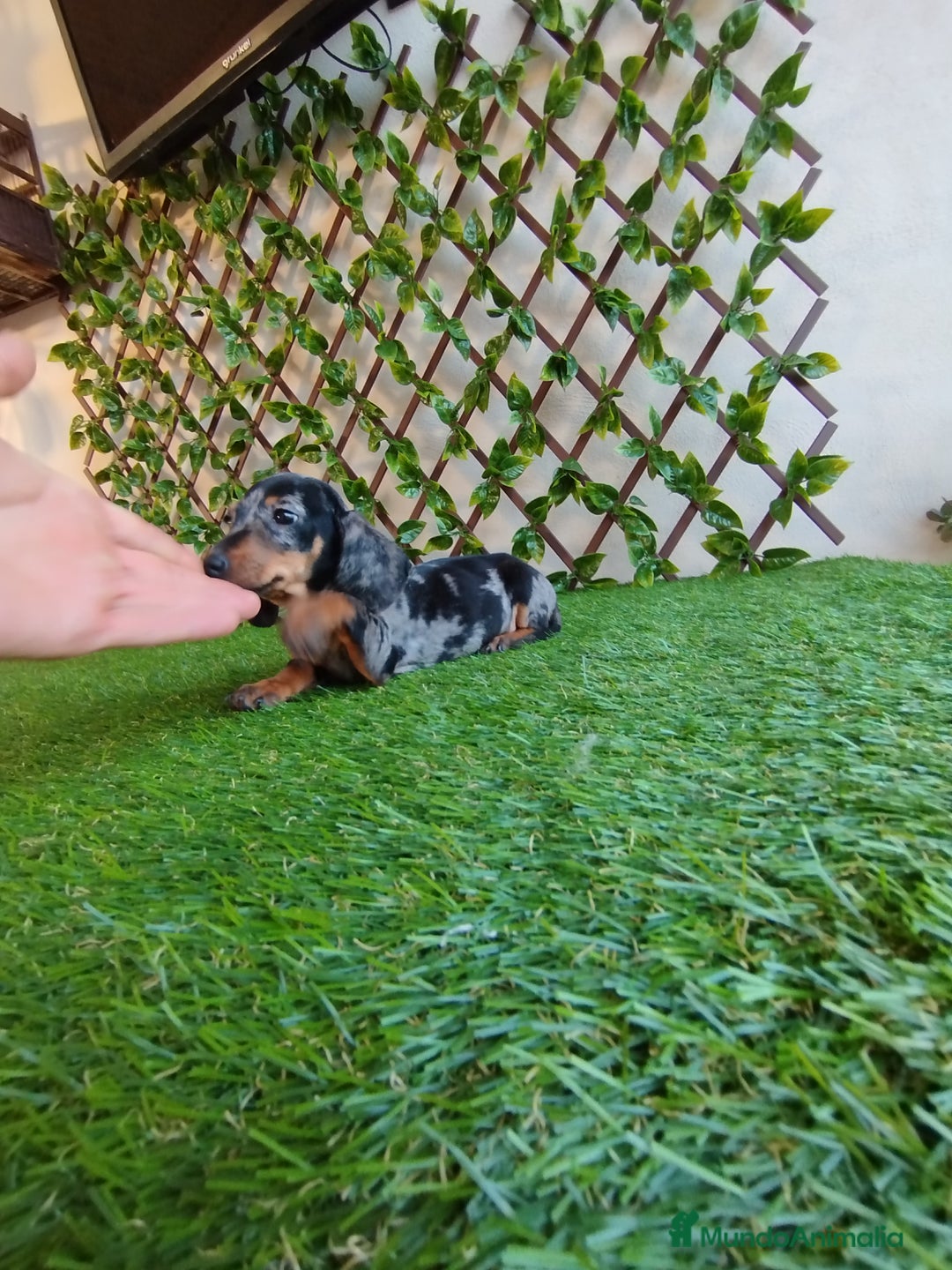 Teckel Miniatura perros en venta: Teckel miniatura  - Anuncio 5