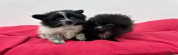 Pomerania perros en venta: Pomerania mini - Anuncio 4