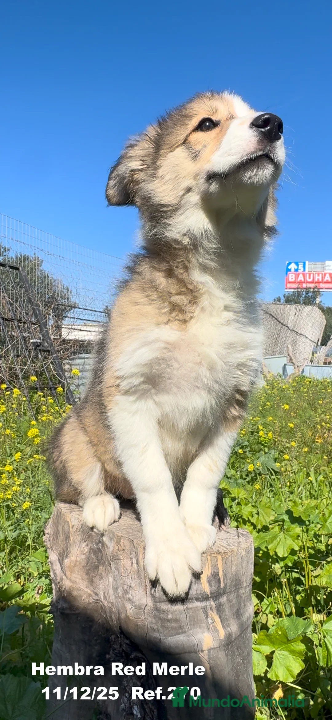 Border Collie perros en venta: Border Collie De Villa Biznaga - Anuncio 16