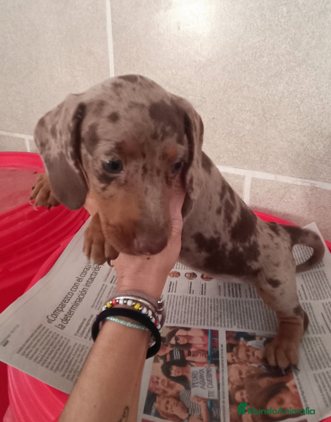 Teckel Miniatura perros en venta: CACHORROS DE TECKEL MINI  - Imagen 12