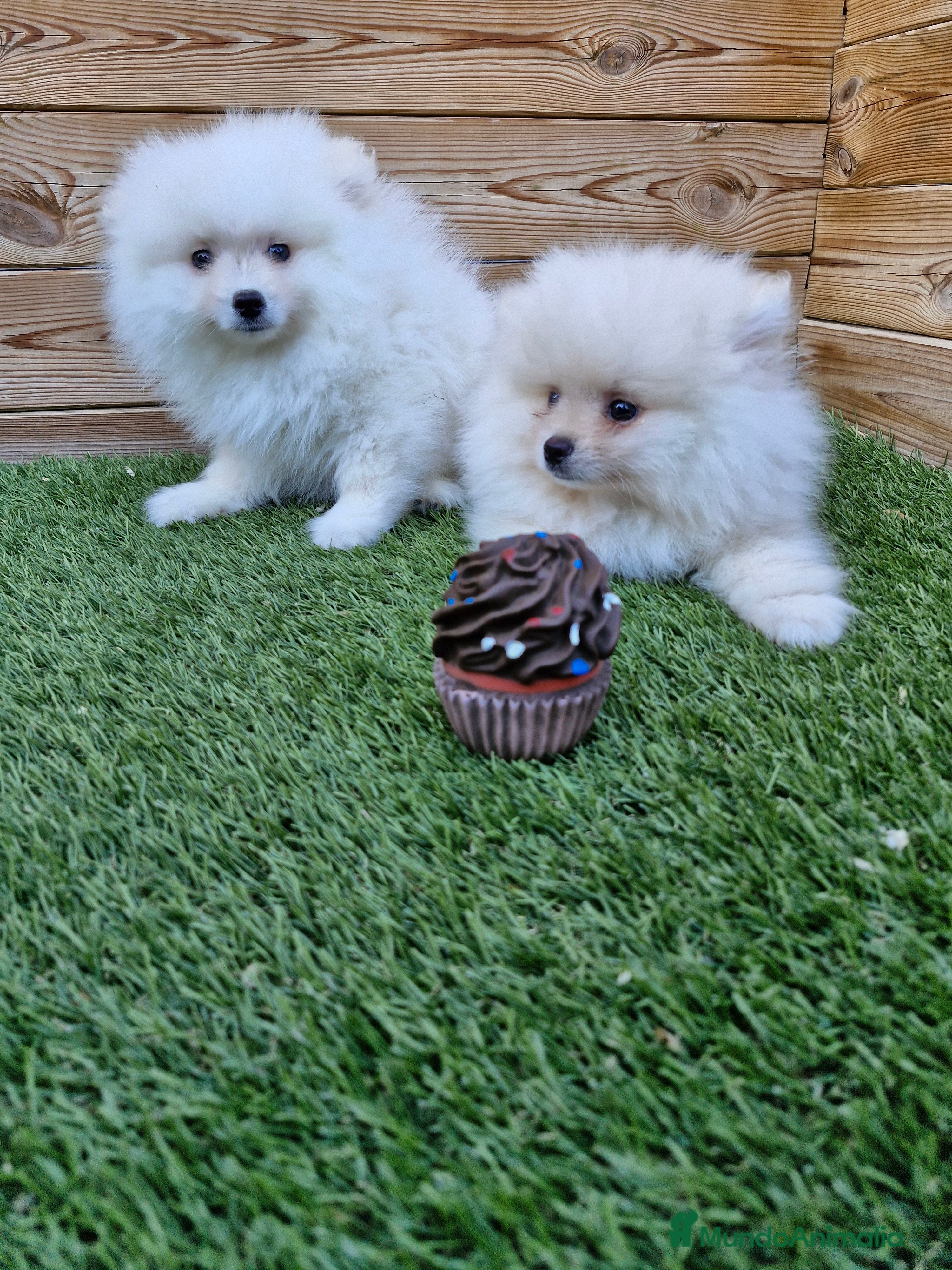 Pomerania perros POMERANIA  en Barcelona - Anuncio 2