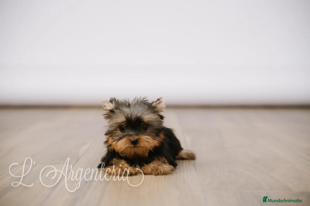 Yorkshire Terrier perros en venta: Camada Yorkshire Terrier  - Anuncio 2