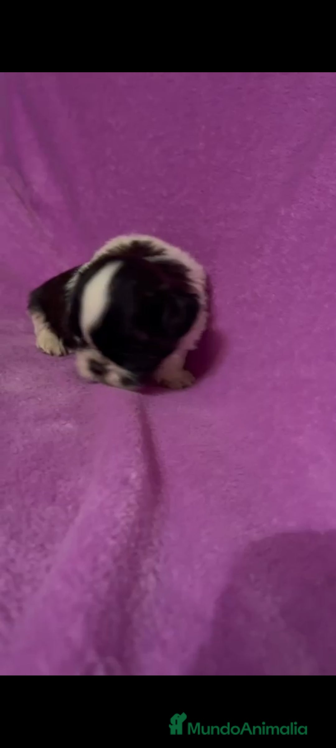Shih Tzu perros en venta: Shih tzu mini - Imagen 3