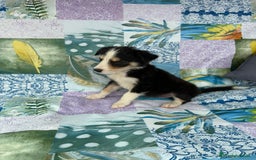 Border Collie perros en venta: Border collie última hembra  - Imagen 11