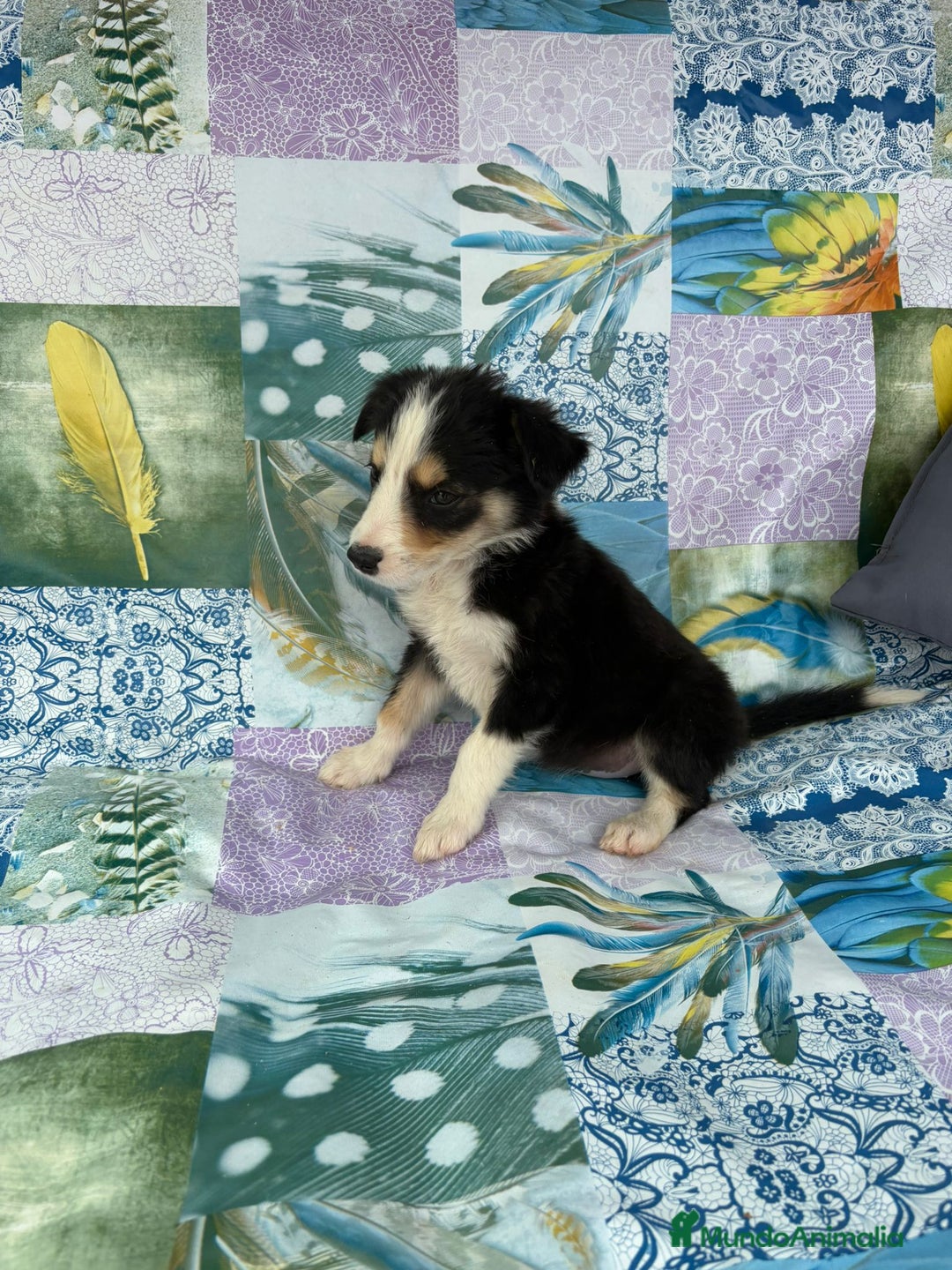 Border Collie perros en venta: Border collie última hembra  - Imagen 11