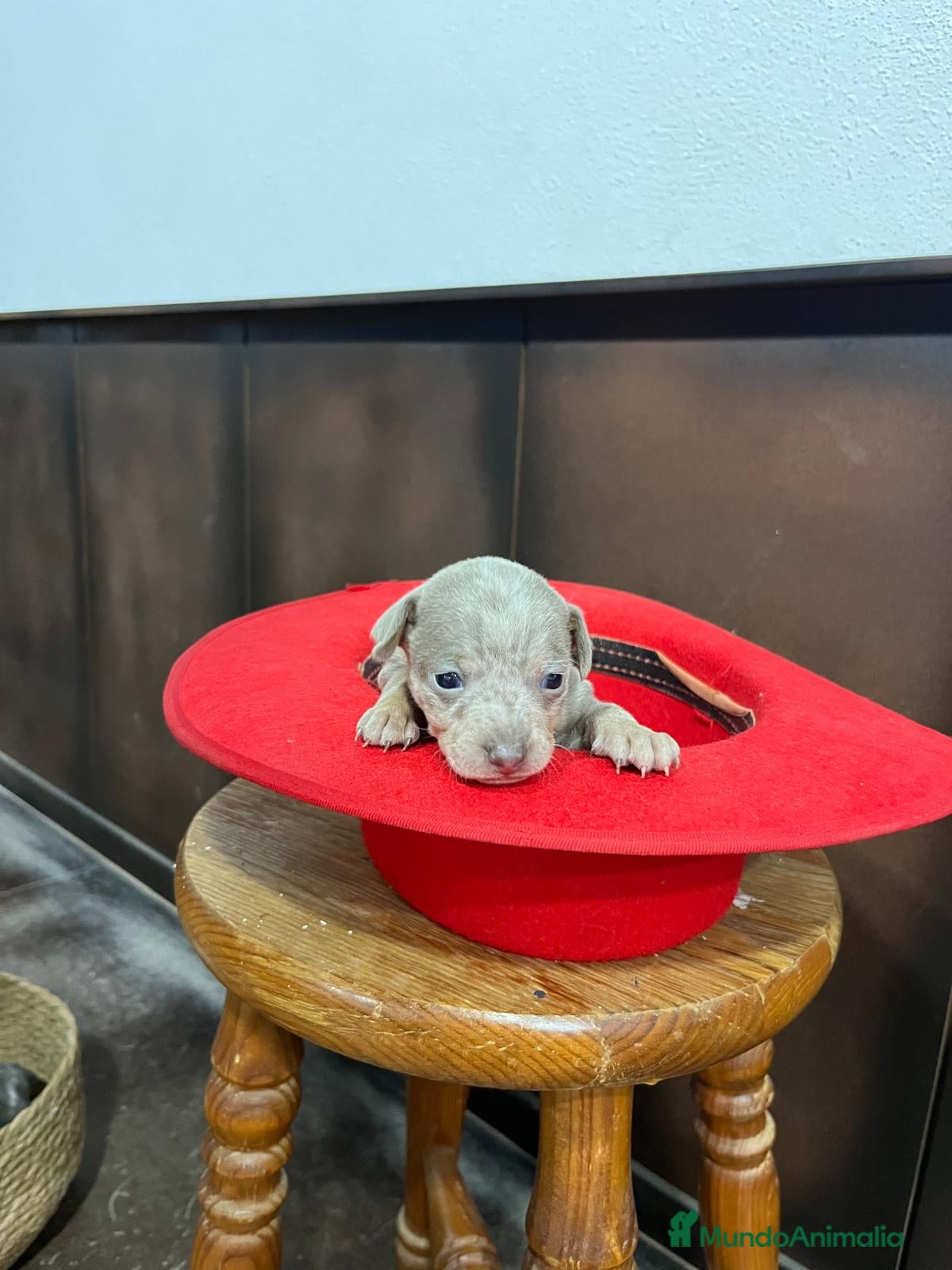 Pinscher Miniatura perros Mini Pinscher merle isabela hembra - Anuncio 1