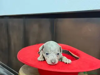 Pinscher Miniatura perros Mini Pinscher merle isabela hembra - Anuncio 1