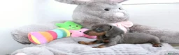 Teckel Miniatura perros en venta: Teckel Miniatura - Anuncio 6