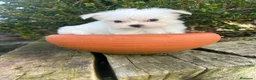 Bichón Maltés perros en venta: Bichón Maltés Mini  - Anuncio 4