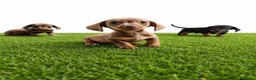 Teckel Miniatura perros en venta: Teckel minis y kanichen maxima calidad - Anuncio 9