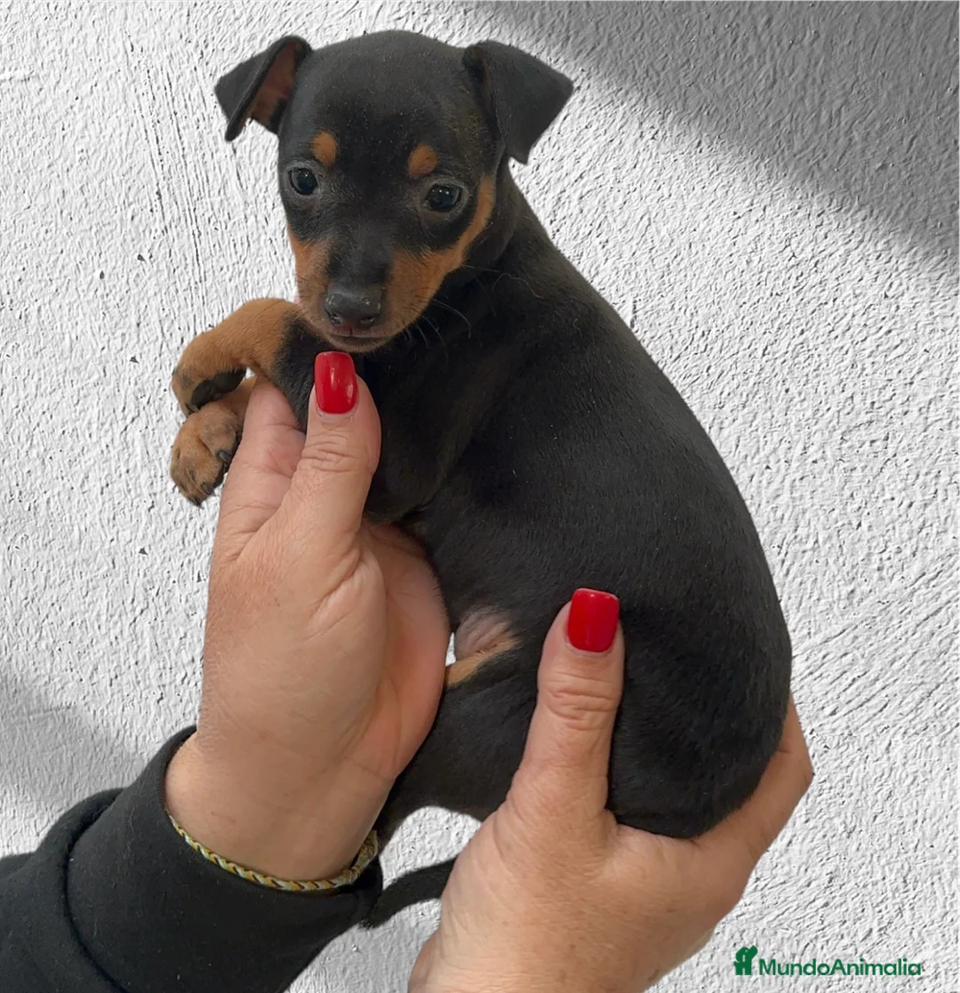 Pinscher Miniatura perros en venta: Mini Pinscher hembrita disponible  - Anuncio 2