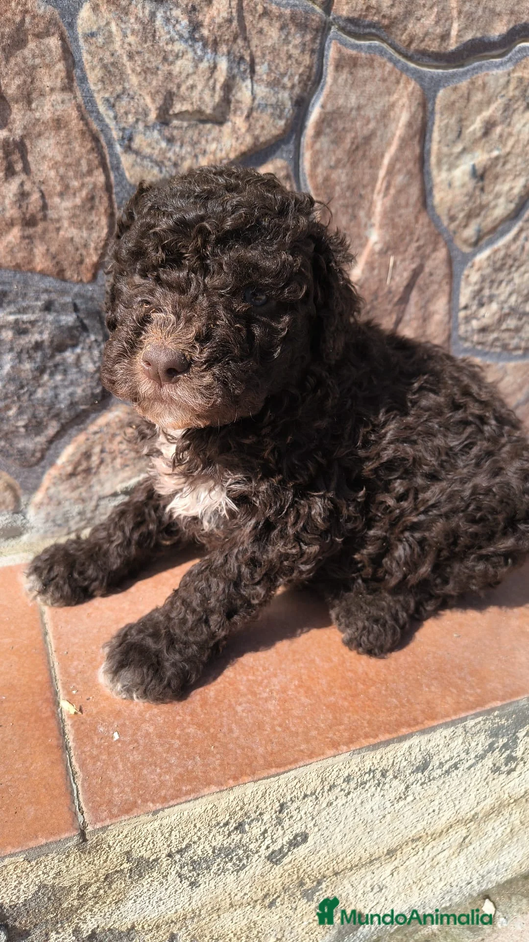 Perro de Agua Español perros en venta: Preciosos cachorros listos para entregar - Anuncio 1