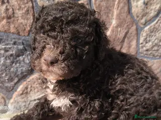 Perro de Agua Español perros Preciosos cachorros listos para entregar en Córdoba - Anuncio 1
