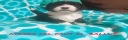 Perro de Agua Español perros en venta: PERROS DE AGUA ESPAÑOL - Anuncio 13