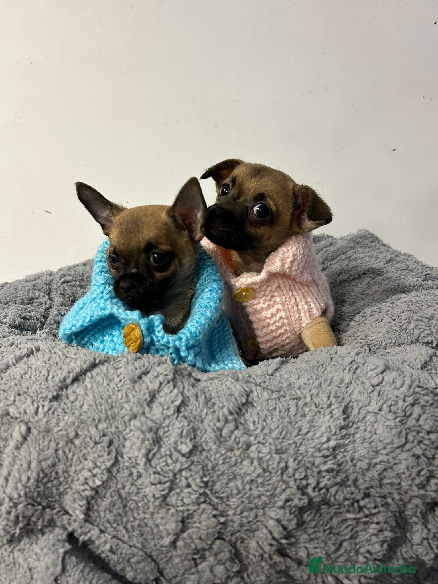 Chihuahua perros Chihuahua mini - Anuncio 1