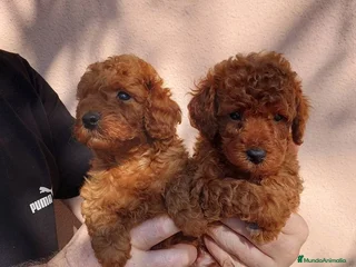 Caniche Toy perros en La Coruña - Anuncio 14