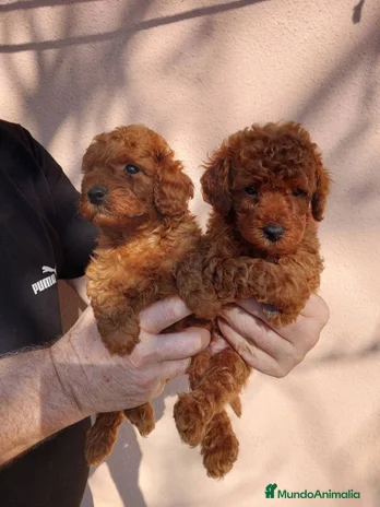 Caniche Toy perros en La Coruña - Anuncio 7