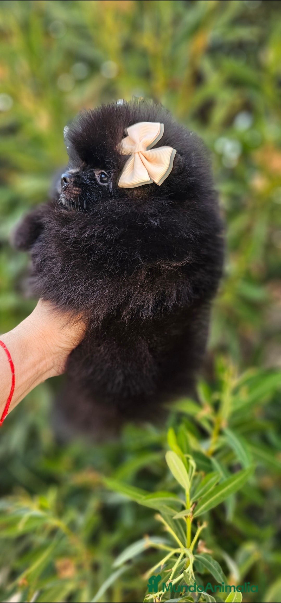 Pomerania perros en venta: Pomerania hembra  - Imagen 3