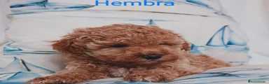 Caniche Toy 3