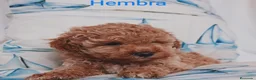 Caniche Toy perros en venta: Caniche toy en La Coruña - Anuncio 3