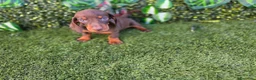 Teckel perros en venta: TECKEL MINI - Anuncio 3