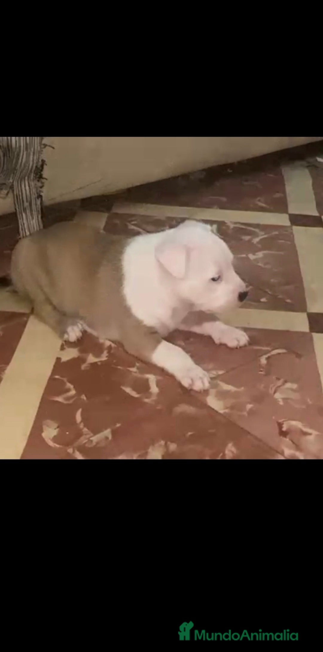 American Staffordshire-Terrier perros en venta: Última pareja de american stanfor!! - Imagen 5
