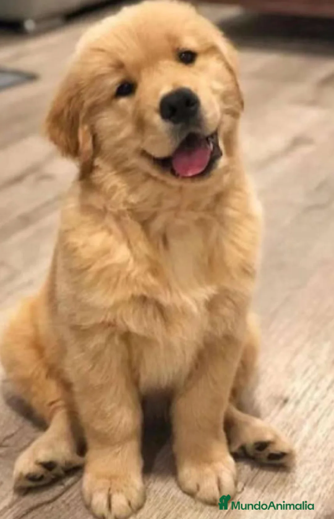 Golden Retriever perros en venta: Golden retriever en Badajoz - Anuncio 2