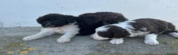Perro de Agua Español perros en venta: Perros de agua Máxima calidad Espectaculares - Anuncio 20