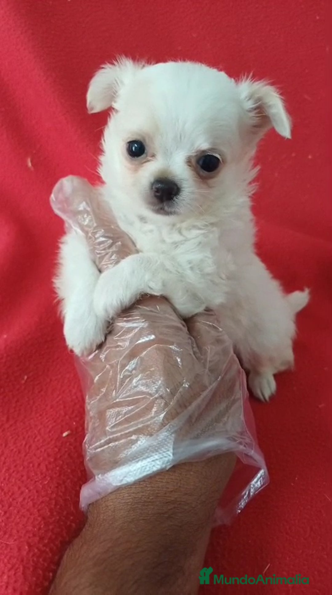 Chihuahua perros en venta: Chihuahua Mini Hembra  - Imagen 1